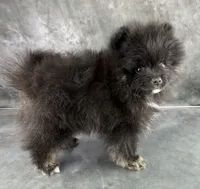 Teddy , a male Pomeranian for sale in Mineral City, OH – Photo 4 of 7