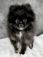Teddy , a male Pomeranian for sale in Mineral City, OH – Photo 2 of 7