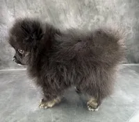 Teddy , a male Pomeranian for sale in Mineral City, OH – Photo 5 of 7