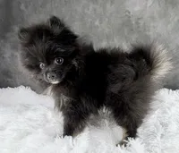 Teddy , a male Pomeranian for sale in Mineral City, OH – Photo 4 of 7
