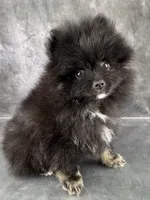 Teddy , a male Pomeranian for sale in Mineral City, OH – Photo 3 of 7