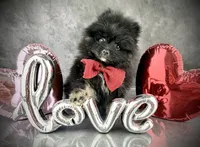 Teddy , a male Pomeranian for sale in Mineral City, OH – Photo 1 of 7