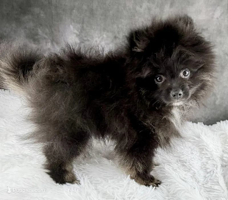 Teddy  – Pomeranian puppy for sale in Mineral City, OH