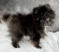 Teddy , a male Pomeranian for sale in Mineral City, OH – Photo 1 of 7