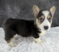 Cooper (Natural Bob Tail) , a male Pembroke Welsh Corgi for sale in Mineral City, OH – 4 of 4