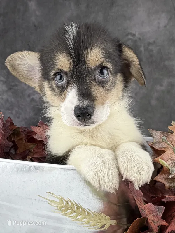 Charlie (Tailed Baby)  – Pembroke Welsh Corgi puppy for sale in Mineral City, OH