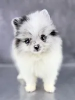 Bitsy AKC, a female Pomeranian for sale in Mineral City, OH – 5 of 7
