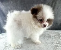 Niko, a male Pomeranian for sale in Mineral City, OH – Photo 3 of 4