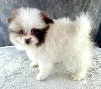 Niko, a male Pomeranian for sale in Mineral City, OH – Photo 4 of 4