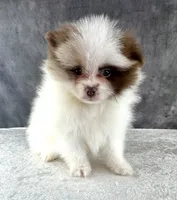 Niko, a male Pomeranian for sale in Mineral City, OH – Photo 2 of 4