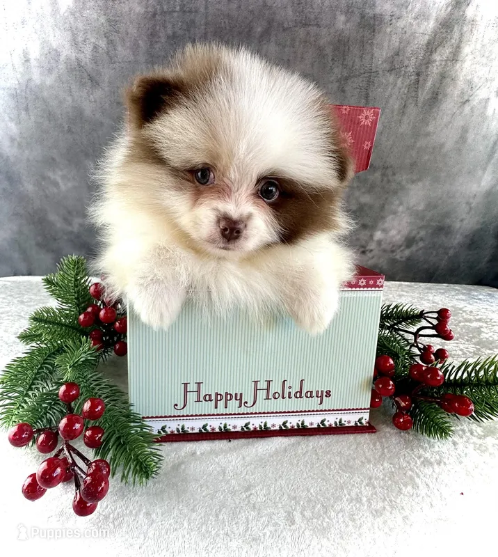 Niko, a male Pomeranian for sale in Mineral City, OH – Photo 1 of 4