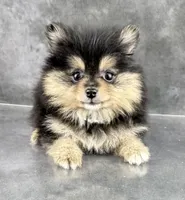 Cleo AKC, a female Pomeranian for sale in Mineral City, OH – 3 of 6