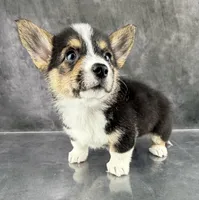 Loki (Tailed Baby ❤️), a female Pembroke Welsh Corgi for sale in Mineral City, OH – Photo 2 of 6