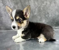 Loki (Tailed Baby ❤️), a female Pembroke Welsh Corgi for sale in Mineral City, OH – Photo 4 of 6