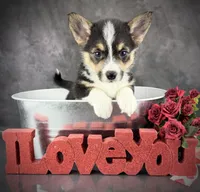 Loki (Tailed Baby ❤️), a female Pembroke Welsh Corgi for sale in Mineral City, OH – Photo 1 of 6