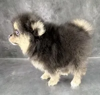 Dash AKC, a male Pomeranian for sale in Mineral City, OH – 4 of 7