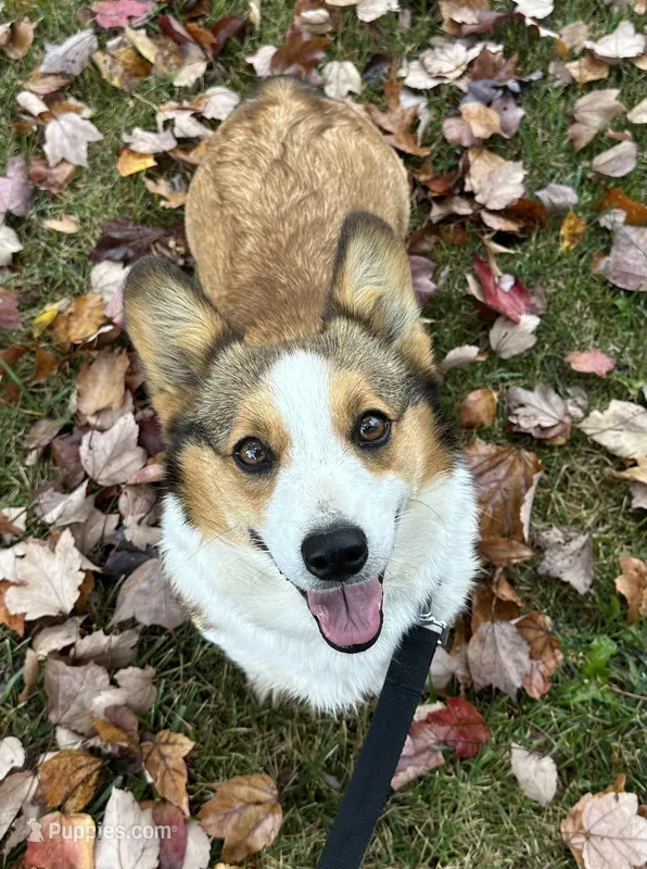 Willow, a female Pembroke Welsh Corgi for sale in Mineral City, OH – Photo 1 of 6