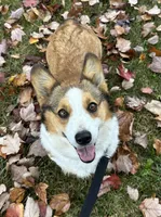 Willow, a female Pembroke Welsh Corgi for sale in Mineral City, OH – Photo 1 of 6