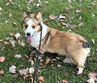 Willow, a female Pembroke Welsh Corgi for sale in Mineral City, OH – Photo 3 of 6
