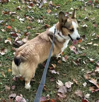 Willow, a female Pembroke Welsh Corgi for sale in Mineral City, OH – Photo 4 of 6
