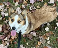 Willow, a female Pembroke Welsh Corgi for sale in Mineral City, OH – Photo 2 of 6