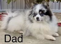 Tommy AKC, a male Pomeranian for sale in Mineral City, OH – Photo 6 of 6