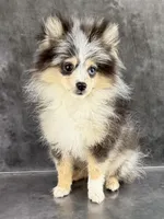 Tommy AKC, a male Pomeranian for sale in Mineral City, OH – Photo 2 of 6
