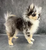 Tommy AKC, a male Pomeranian for sale in Mineral City, OH – Photo 3 of 6