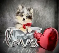 Tommy AKC, a male Pomeranian for sale in Mineral City, OH – Photo 1 of 6