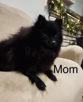 Tommy AKC, a male Pomeranian for sale in Mineral City, OH – Photo 5 of 6