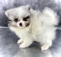 Sonic, a male Pomeranian for sale in Mineral City, OH – Photo 2 of 7