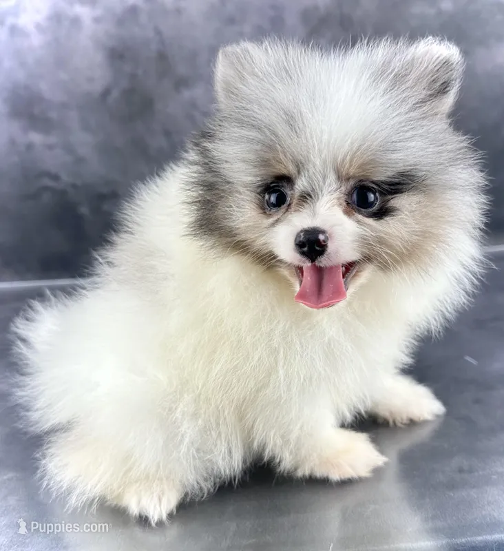 Sonic, a male Pomeranian for sale in Mineral City, OH – Photo 1 of 7