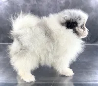 Sonic, a male Pomeranian for sale in Mineral City, OH – Photo 4 of 7