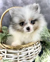 Sonic, a male Pomeranian for sale in Mineral City, OH – Photo 3 of 7
