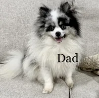 Sonic, a male Pomeranian for sale in Mineral City, OH – Photo 7 of 7