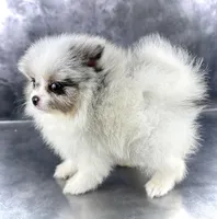 Sonic, a male Pomeranian for sale in Mineral City, OH – Photo 5 of 7