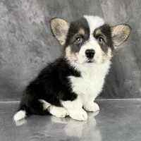 Gus (Tailed Baby ❤️), a male Pembroke Welsh Corgi for sale in Mineral City, OH – Photo 2 of 6