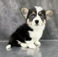 Gus (Tailed Baby ❤️), a male Pembroke Welsh Corgi for sale in Mineral City, OH – Photo 2 of 6