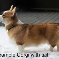 Gus (Tailed Baby ❤️), a male Pembroke Welsh Corgi for sale in Mineral City, OH – Photo 5 of 6