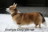 Gus (Tailed Baby ❤️), a male Pembroke Welsh Corgi for sale in Mineral City, OH – Photo 5 of 6