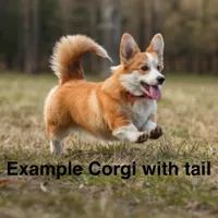 Gus (Tailed Baby ❤️), a male Pembroke Welsh Corgi for sale in Mineral City, OH – Photo 6 of 6