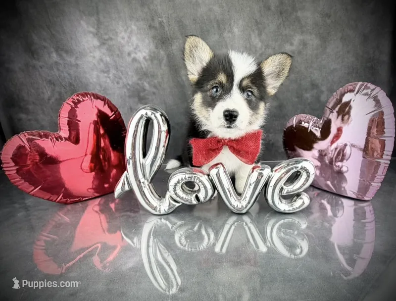 Gus (Tailed Baby ❤️)