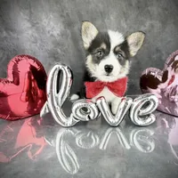 Gus (Tailed Baby ❤️), a male Pembroke Welsh Corgi for sale in Mineral City, OH – Photo 1 of 6