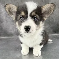 Gus (Tailed Baby ❤️), a male Pembroke Welsh Corgi for sale in Mineral City, OH – Photo 3 of 6