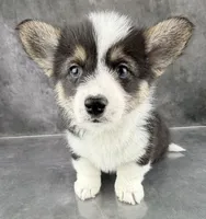 Gus (Tailed Baby ❤️), a male Pembroke Welsh Corgi for sale in Mineral City, OH – Photo 3 of 6
