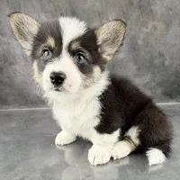 Gus (Tailed Baby ❤️), a male Pembroke Welsh Corgi for sale in Mineral City, OH – Photo 4 of 6