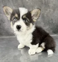 Gus (Tailed Baby ❤️), a male Pembroke Welsh Corgi for sale in Mineral City, OH – Photo 4 of 6