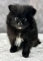 Ashley, a female Pomeranian for sale in Mineral City, OH – Photo 2 of 4