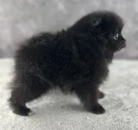 Ashley, a female Pomeranian for sale in Mineral City, OH – Photo 4 of 4