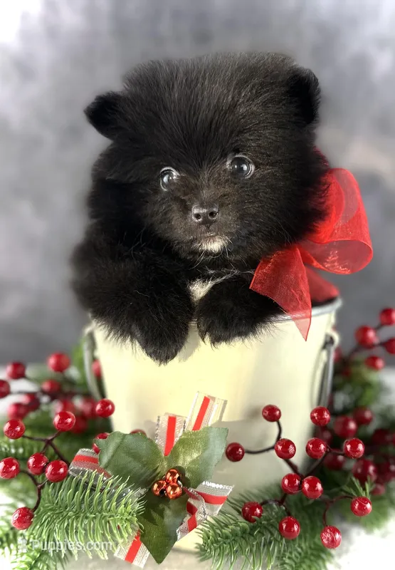 Ashley, a female Pomeranian for sale in Mineral City, OH – Photo 1 of 4